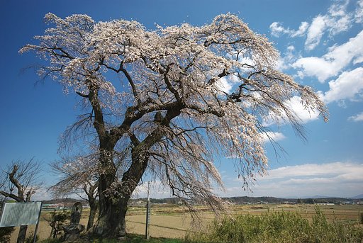 須賀川　古館の桜