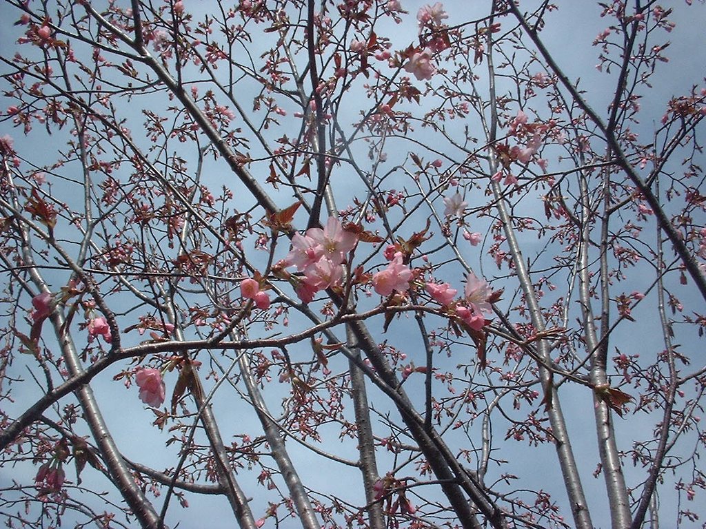 桜がね・・