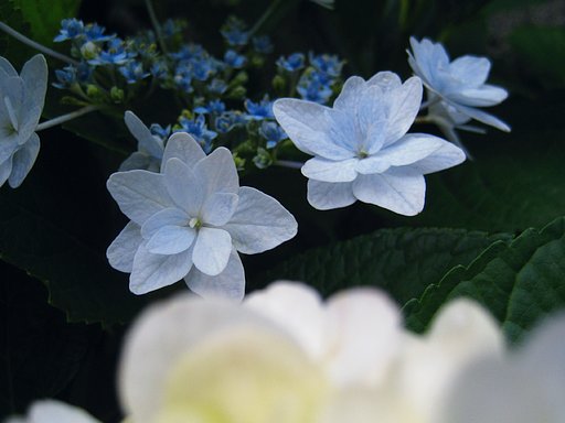 薄水色の紫陽花が