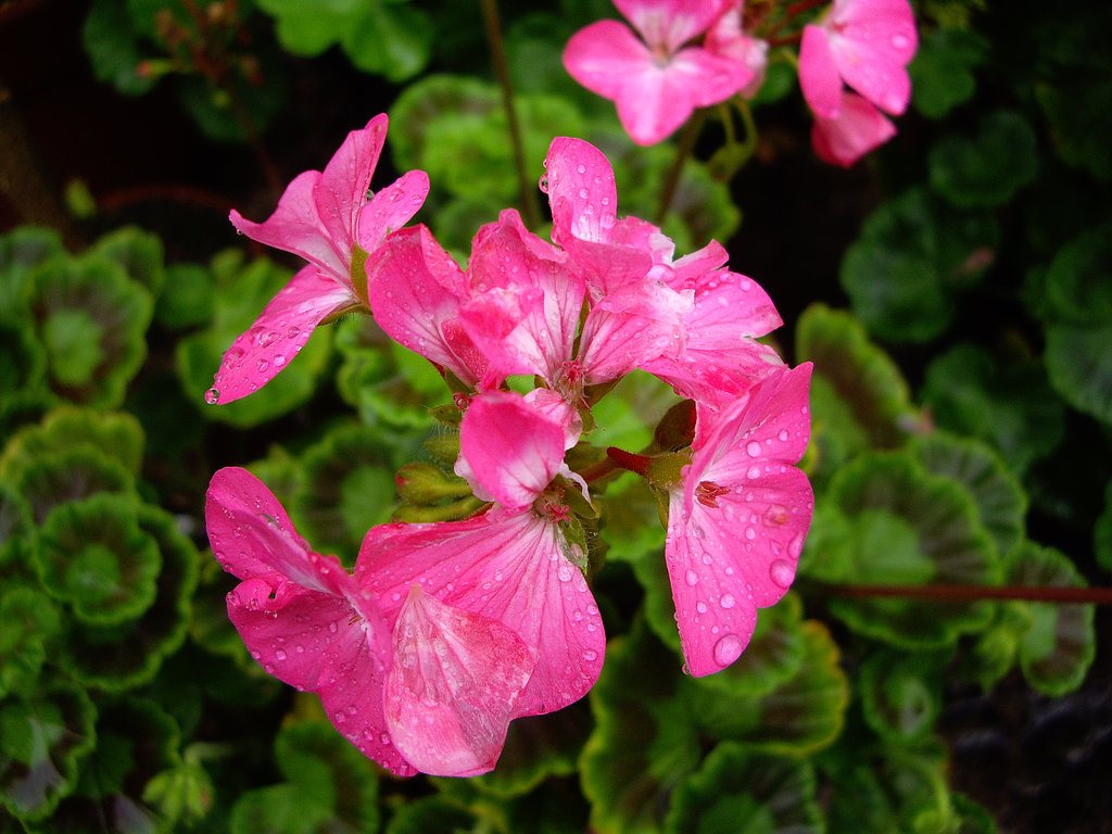 雨に濡れた花