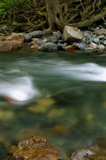 清流に棲む