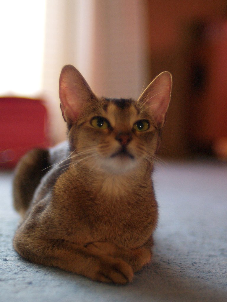 カイロの先生ん家のにゃんこ