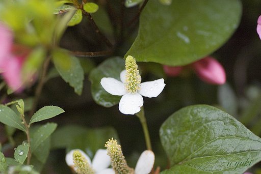 庭の中の森