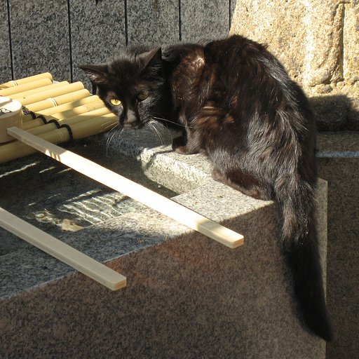 5月の野良