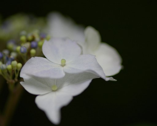 森林植物園２