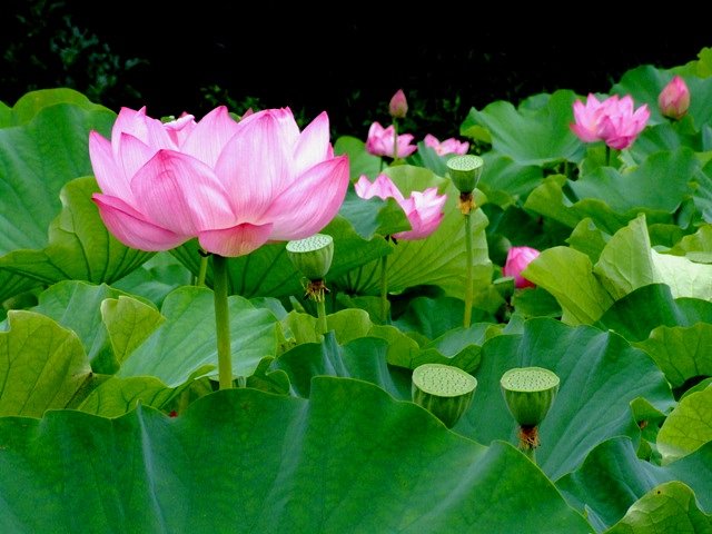 三渓園の蓮