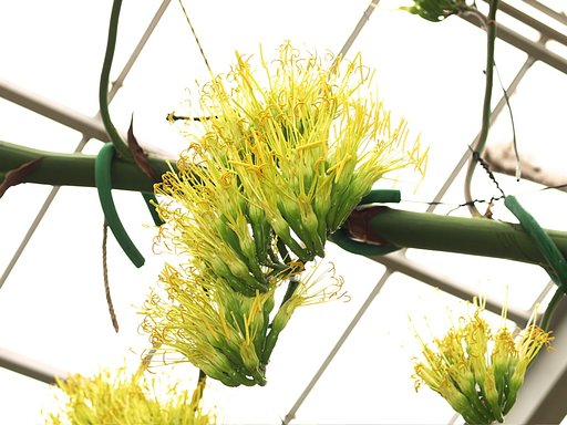 100年に一度の花