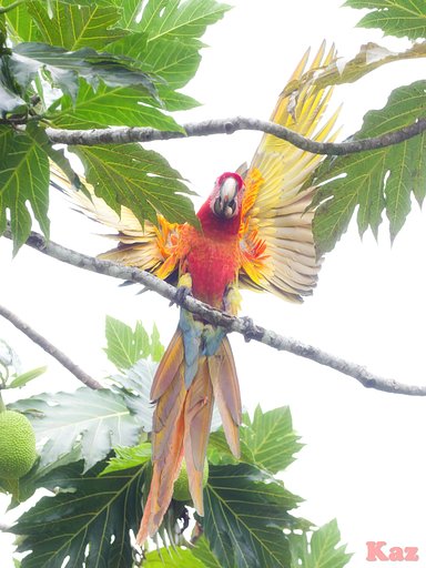 Costa Rica 37