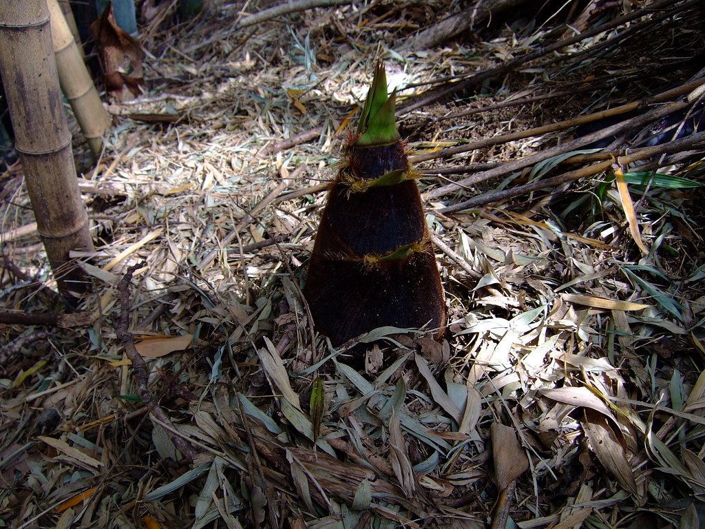 旬の物・・・