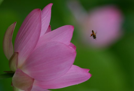 蜂と蓮