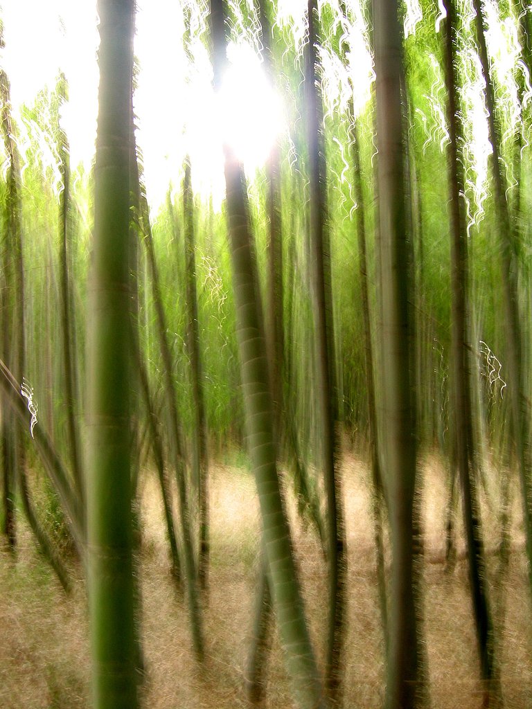 竹林揺光