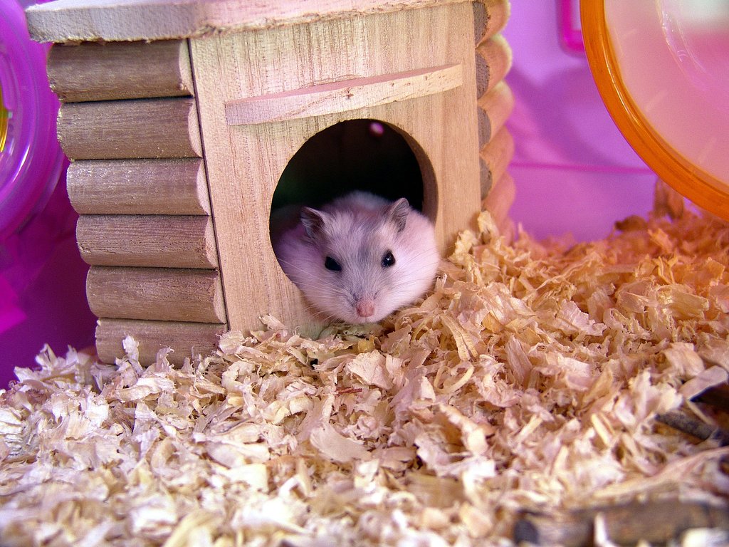 ハムスター