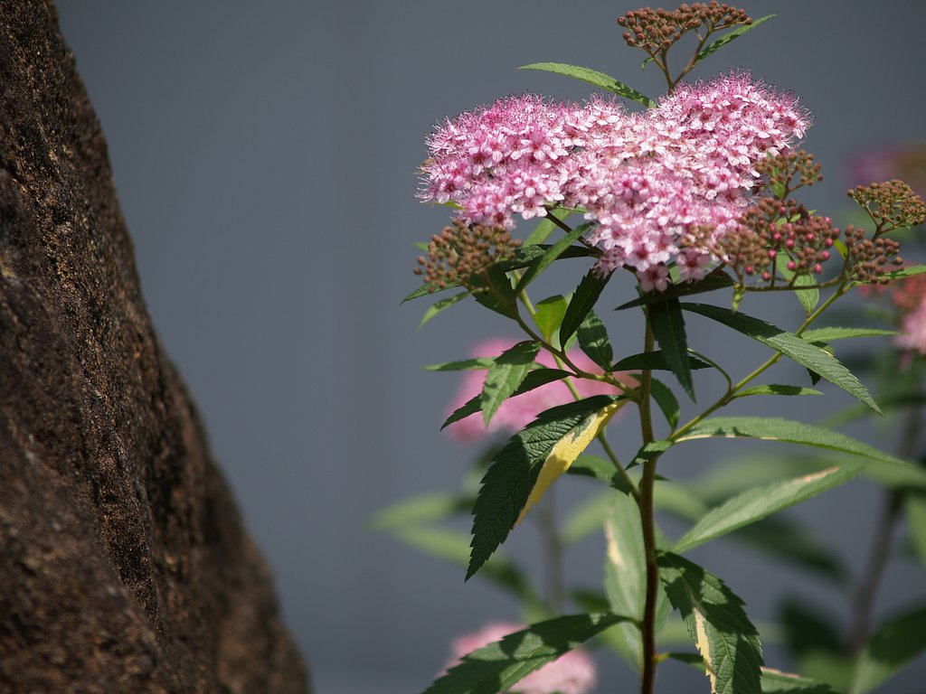 ピンクの紫陽花