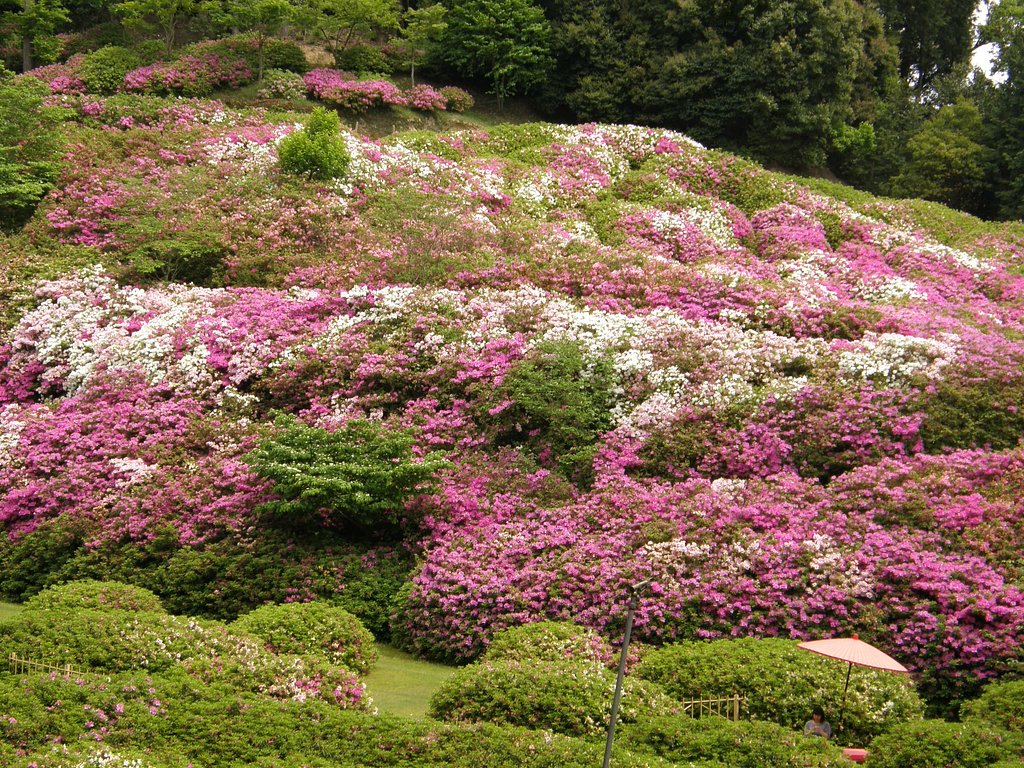 三室戸寺のつつじ