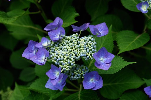 (旬）額紫陽花
