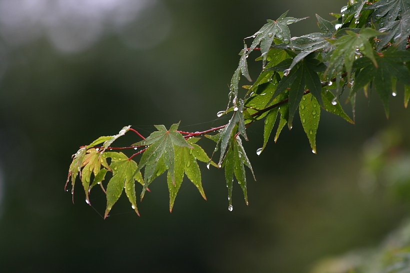 梅雨入り