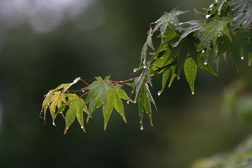 梅雨入り