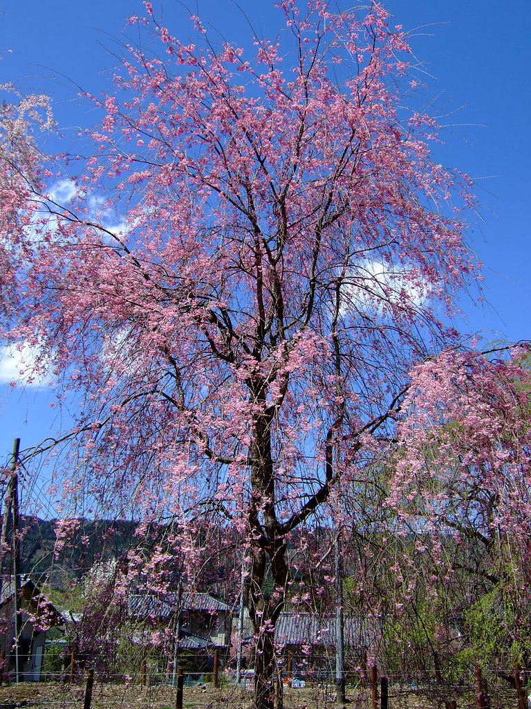しだれ桜・・・２