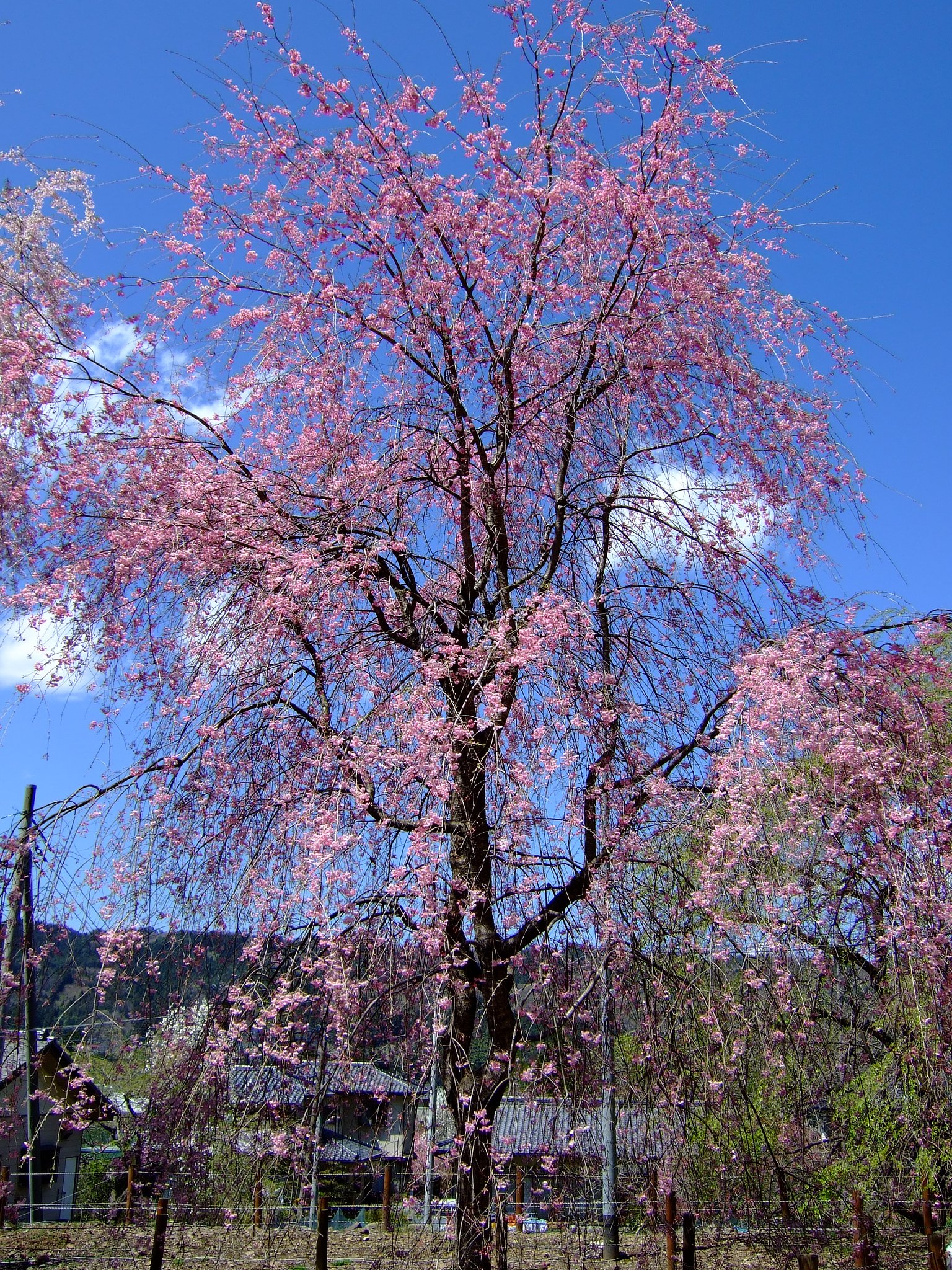 しだれ桜・・・２
