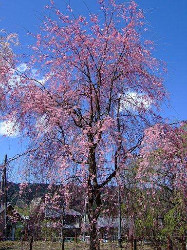しだれ桜・・・２