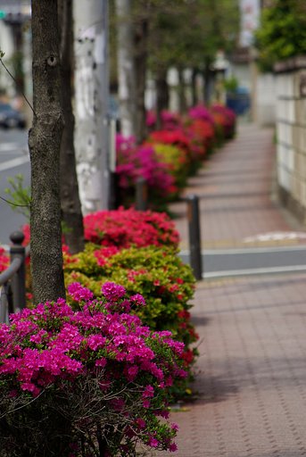 通勤路のつつじ