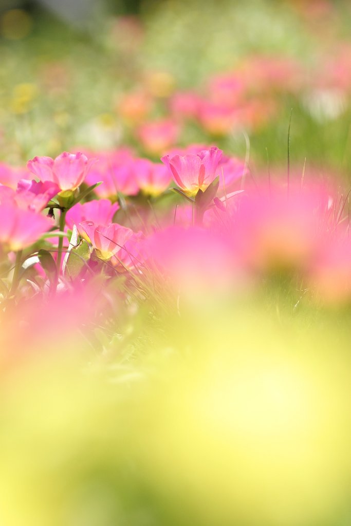 little flower garden