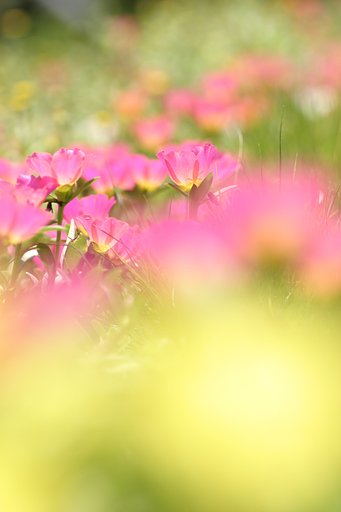 little flower garden
