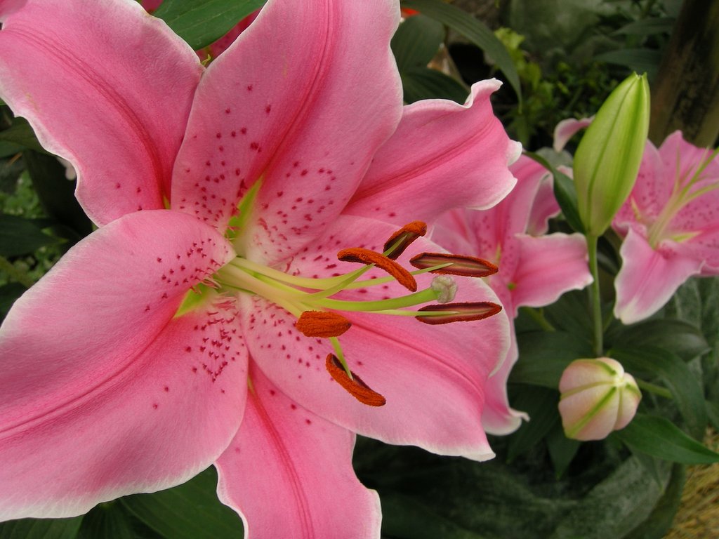 フェスティバルの花