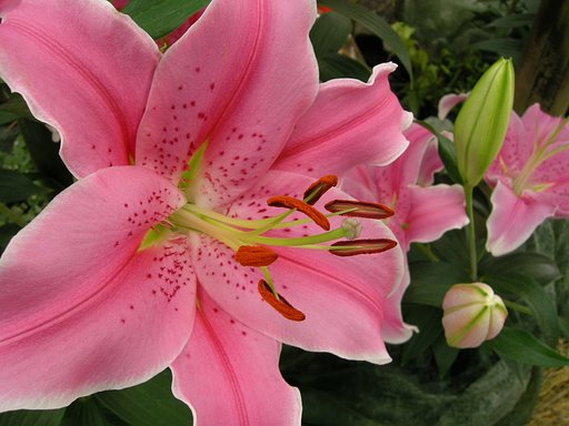 フェスティバルの花