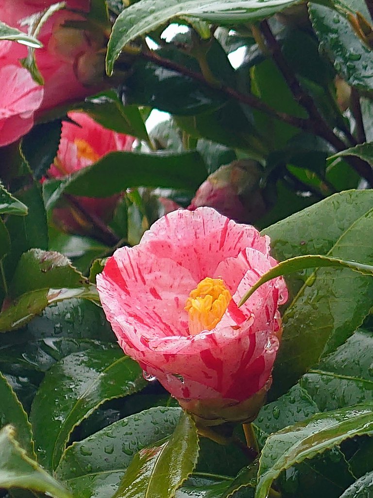 濡れ椿