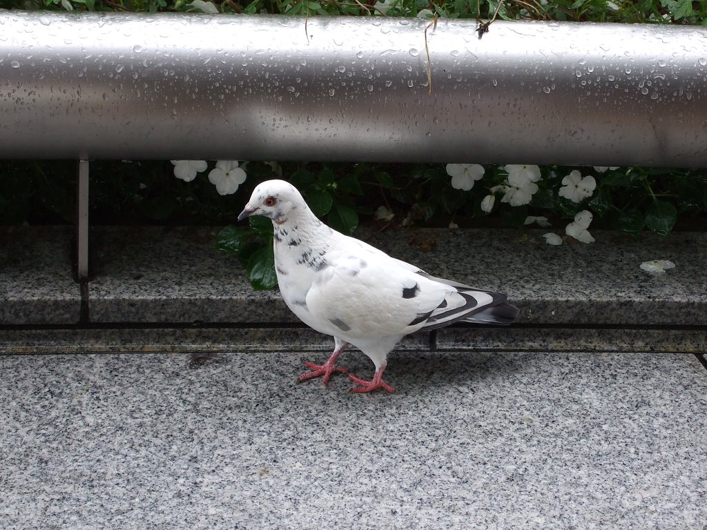 更に白い鳩。
