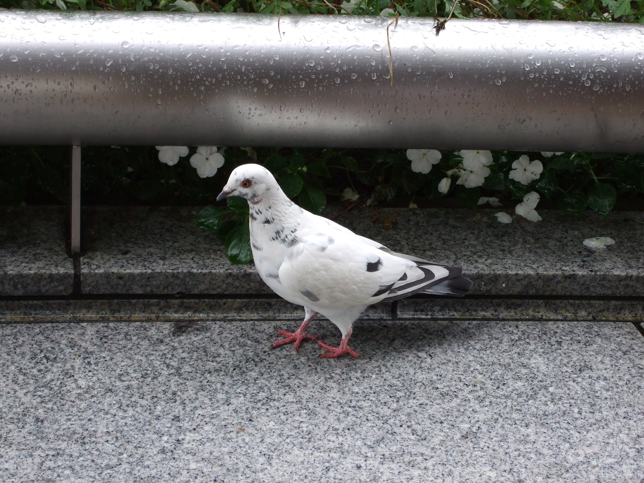 更に白い鳩。