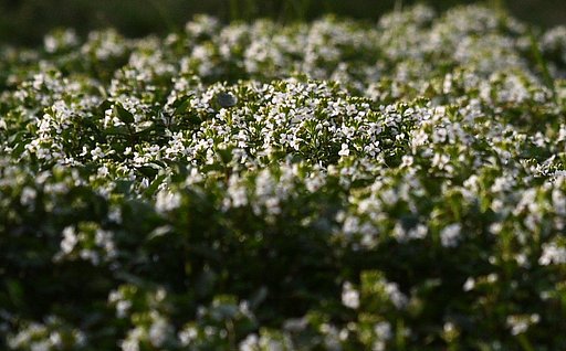 小さな花
