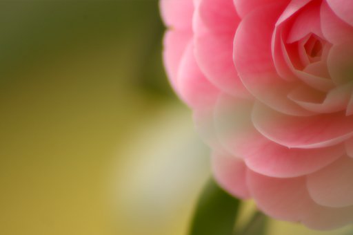 想い花
