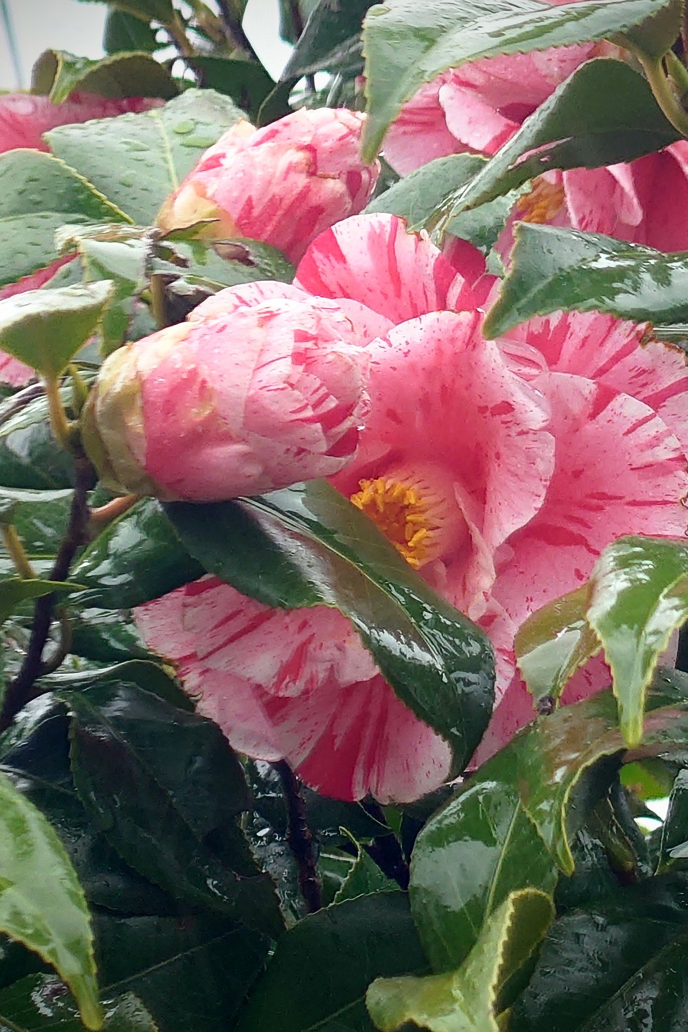 濡れ椿 ー その２