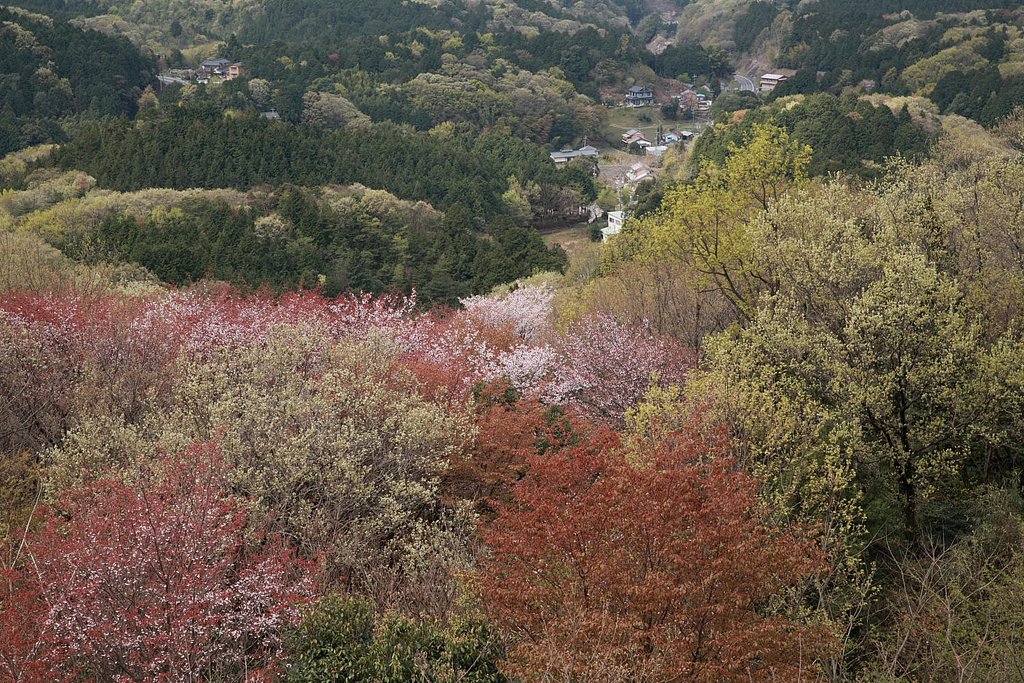 山桜