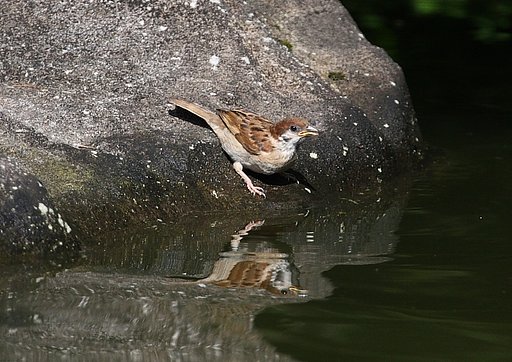 水を飲みに