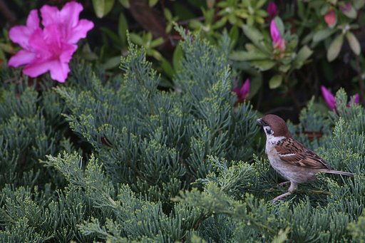 桜の次はツツジだチュン