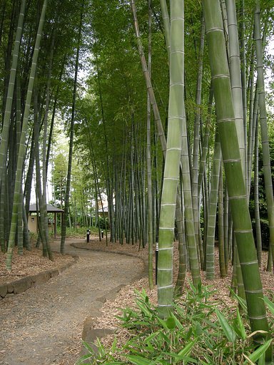 竹垣の散歩道