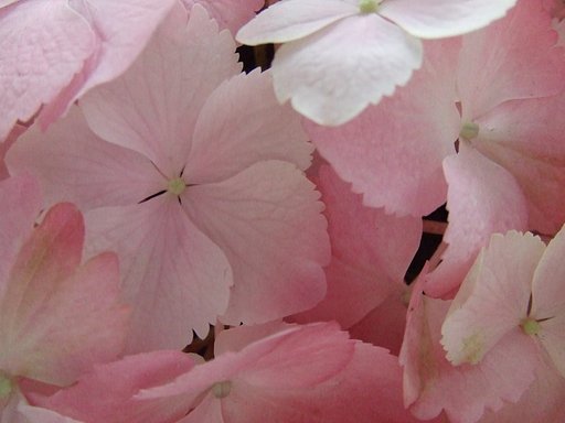 紫陽花　た〜っぷり〜