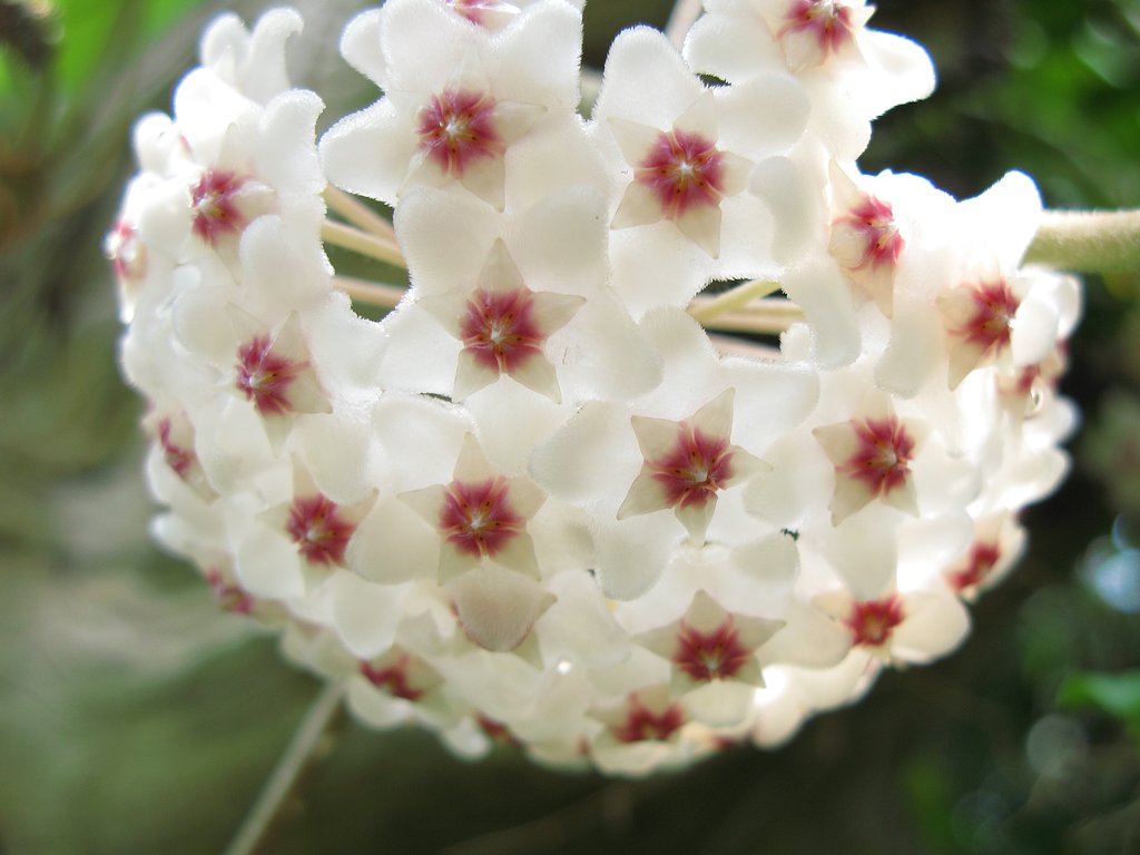 花籠