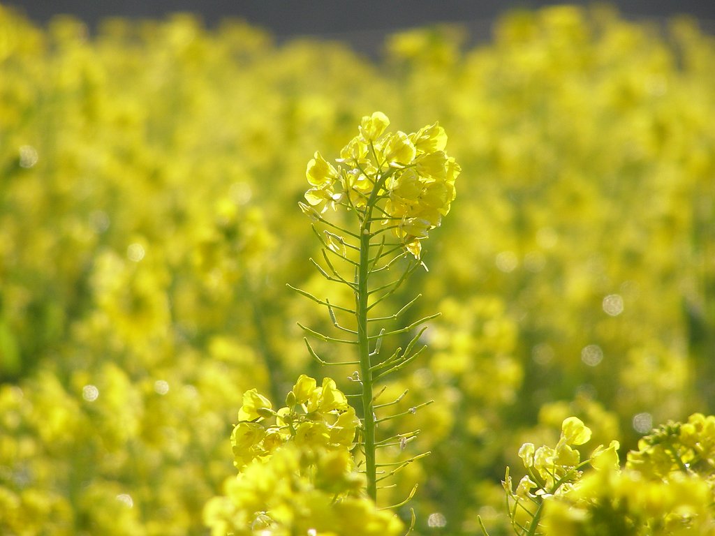 なの花