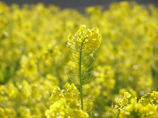 なの花