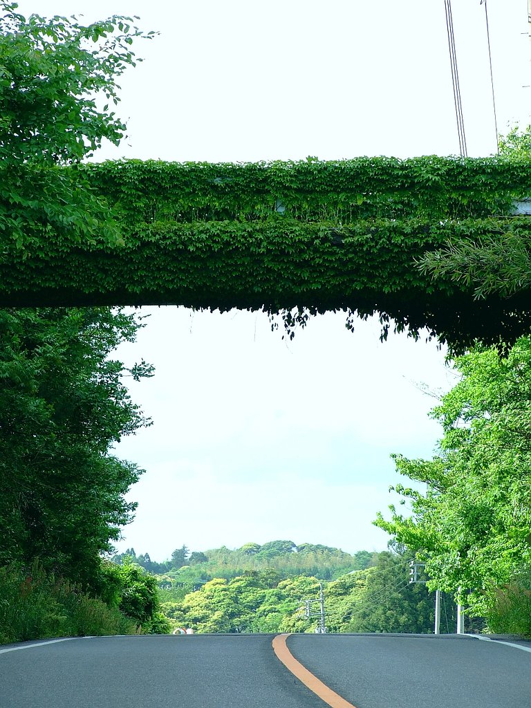 橋を渡るのは