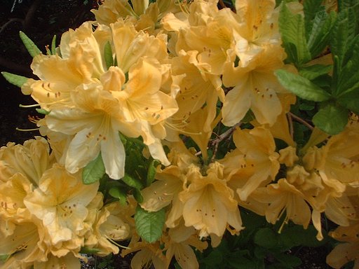 花弁