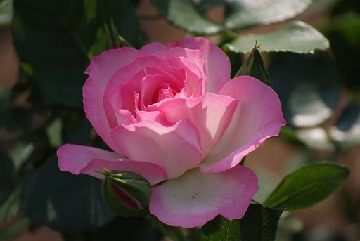 光と、咲く花