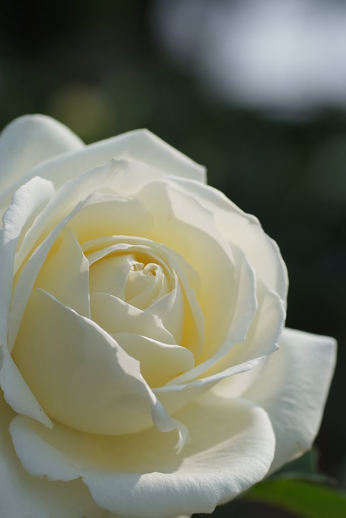 白薔薇