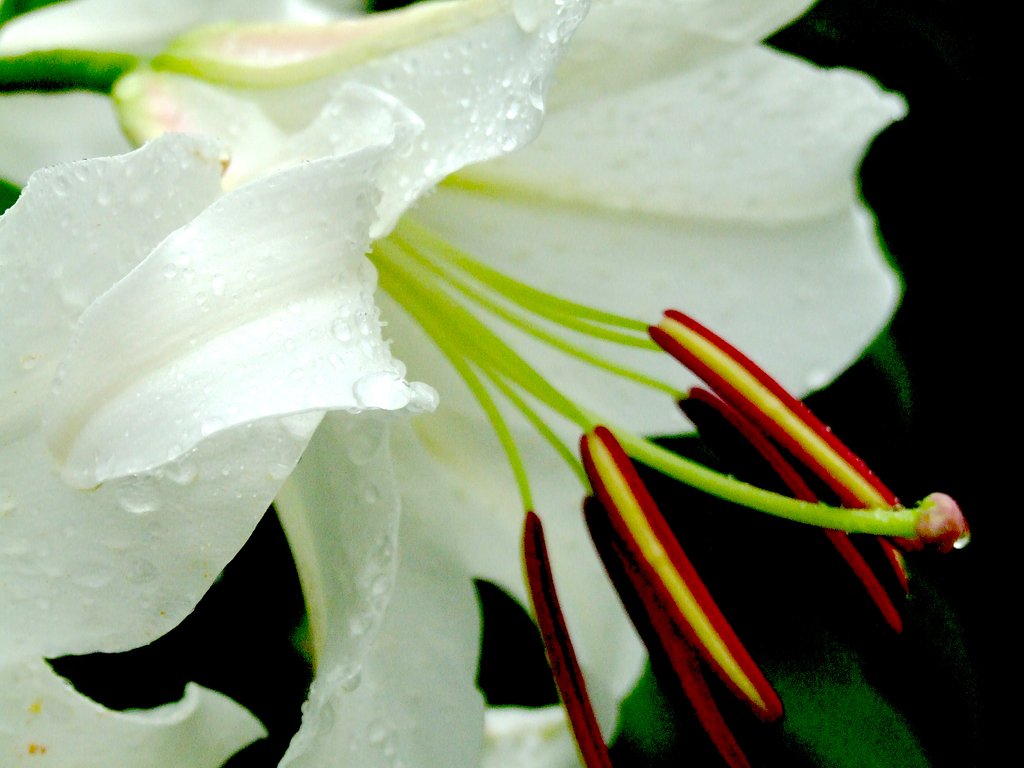 小雨の中の百合