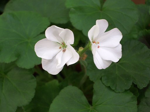 白い花