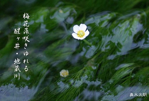 梅花藻
